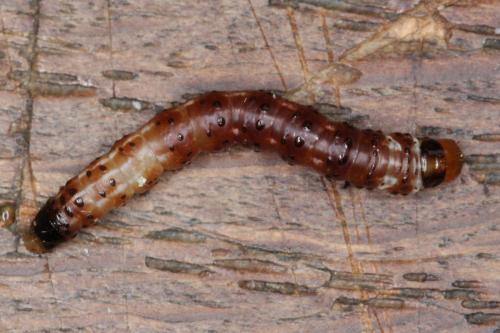 Gortyna flavago